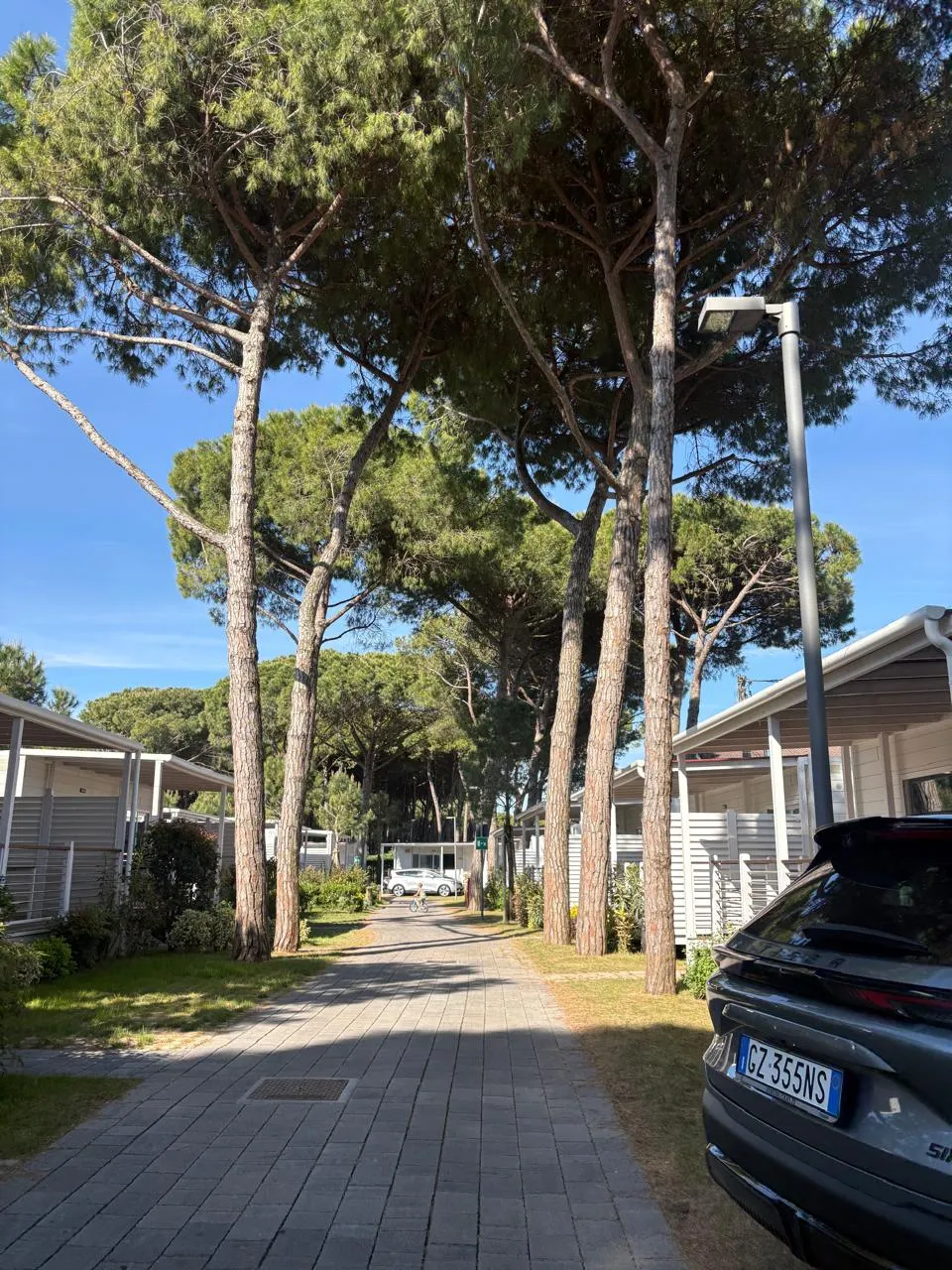 Camino peatonal entre pinos mediterráneos que lleva hasta las canchas.